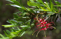 Grevillea evanescens