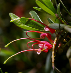 Grevillea evanescens