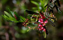 Grevillea evanescens