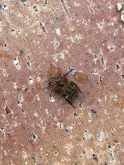 Protaetia fusca
