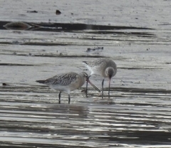 Limosa