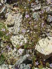 Gilia