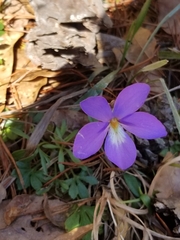 Viola pedata