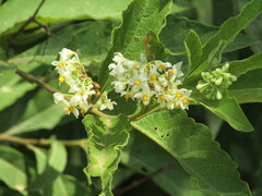 Solanum argentinum