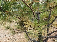 Arceuthobium campylopodum