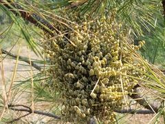 Arceuthobium campylopodum