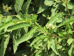 Solanum argentinum