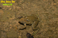 Glandirana emeljanovi