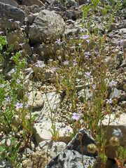Gilia