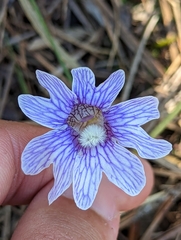 Pinguicula caerulea