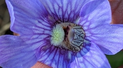 Pinguicula caerulea