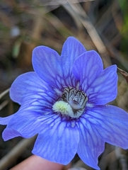 Pinguicula caerulea