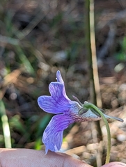 Pinguicula caerulea