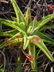 Pinguicula caerulea