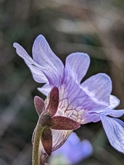 Pinguicula caerulea