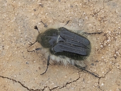 Tropinota squalida canariensis