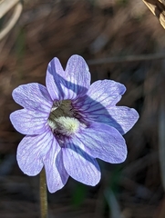 Pinguicula caerulea