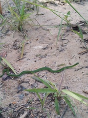 Erythrolamprus viridis