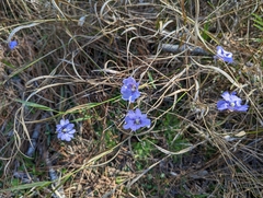 Pinguicula caerulea