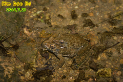 Glandirana emeljanovi