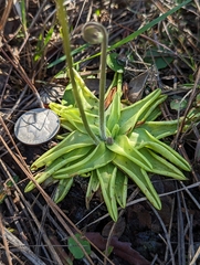 Pinguicula caerulea