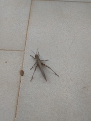 Anacridium aegyptium