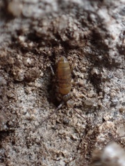 Willowsia nigromaculata