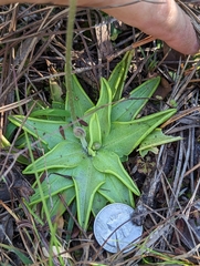 Pinguicula caerulea
