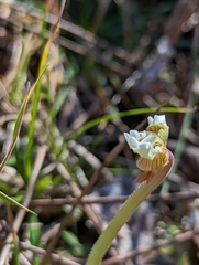 Pinguicula pumila