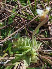 Pinguicula pumila