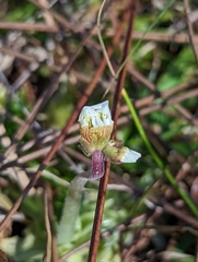 Pinguicula pumila