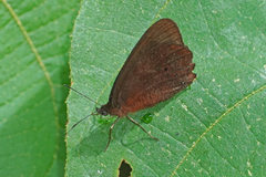 Lymanopoda panacea