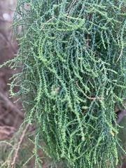 Tamarix chinensis