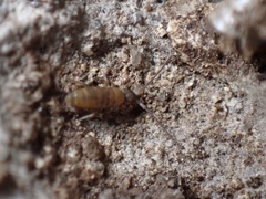 Willowsia nigromaculata