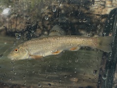 Campostoma spadiceum