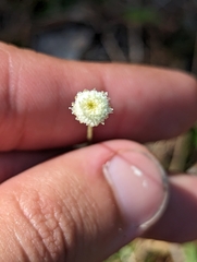 Syngonanthus flavidulus