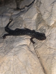 Plethodon jacksoni