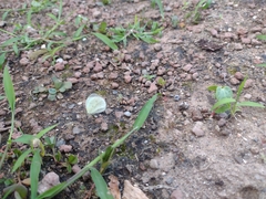 Abaeis albula celata