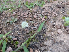 Abaeis albula celata