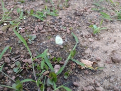 Abaeis albula celata