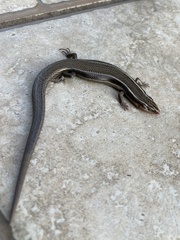 Plestiodon tetragrammus