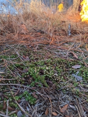 Pyxidanthera brevifolia