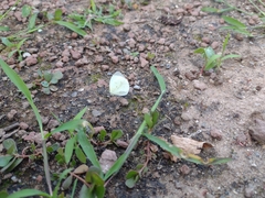 Abaeis albula celata