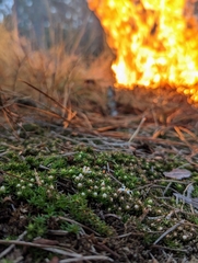 Pyxidanthera brevifolia