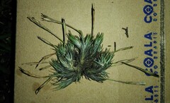 Tillandsia tricholepis