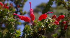 Grevillea asteriscosa