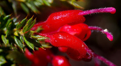 Grevillea asteriscosa