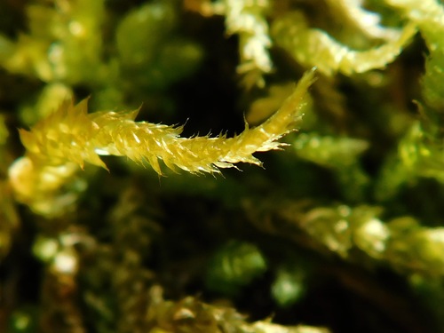 Heterophyllium nemorosum observed 2023-02-14