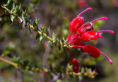 Grevillea asteriscosa