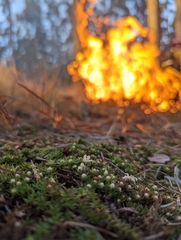 Pyxidanthera brevifolia